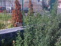 Highslide JS